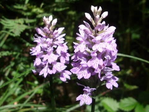 orchidea maculata